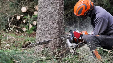 Taillage de haies Sherbrooke photo 8