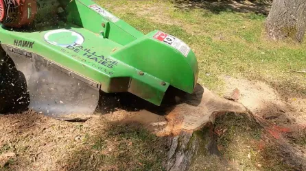 Taillage de haies Sherbrooke photo 9