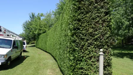 Taillage de haies Sherbrooke photo 7